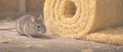 Jakiego ocieplenia nie gryzą myszy? 