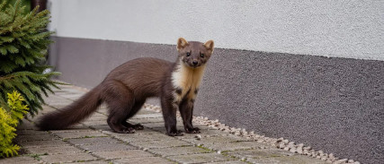 Czy kuna wejdzie w styropian?