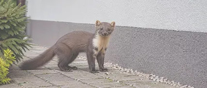 Czy kuna wejdzie w styropian?