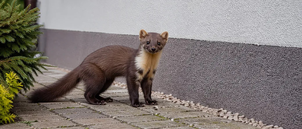 Czy kuna wejdzie w styropian?